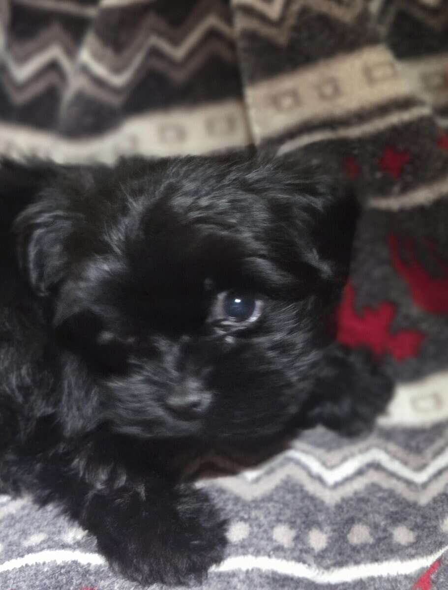 Shorkie Pups image 3