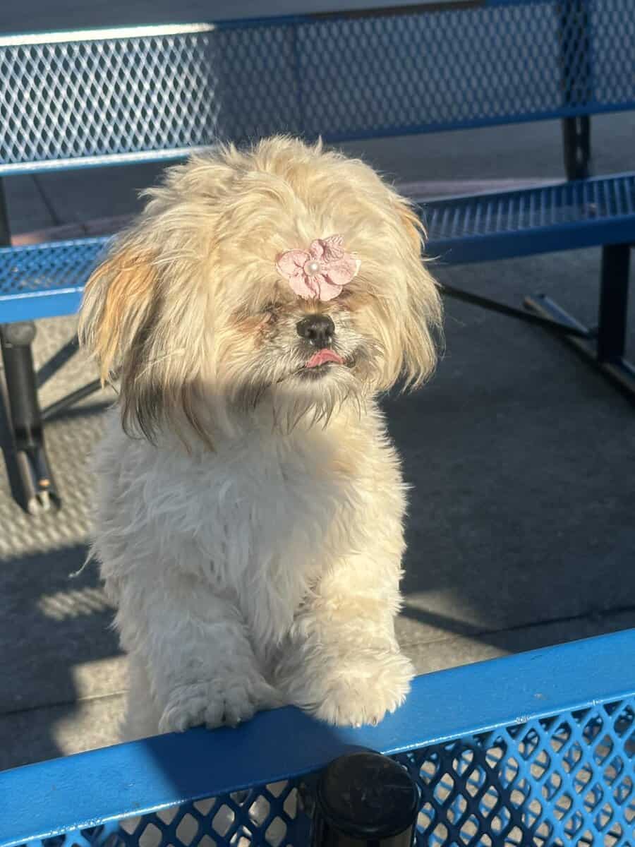 Shih Tzu image 1
