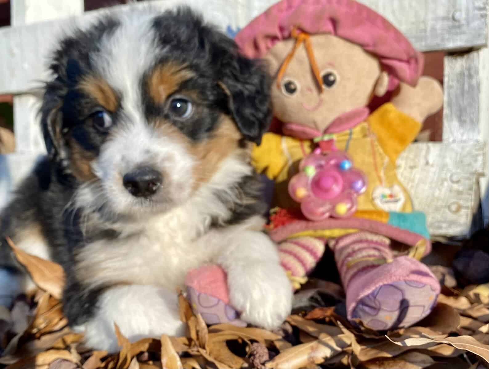 F2 mini Bernedoodle - Bailey -male image 1