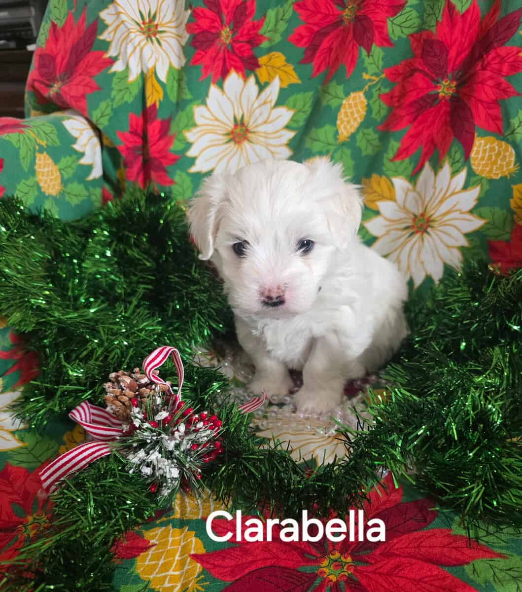 Coton De Tulear puppies image 2
