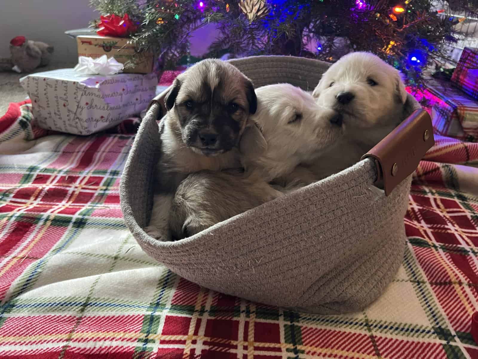 5 Farm Pups image 13