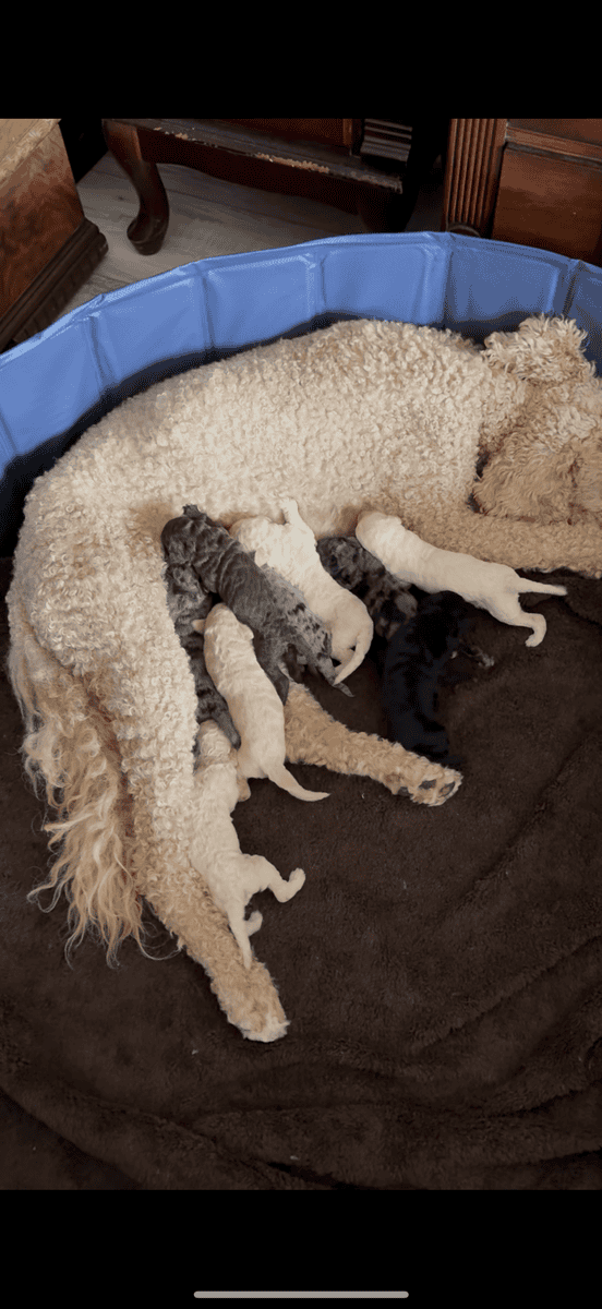 Adorable Goldendoodle Puppies Available image 2