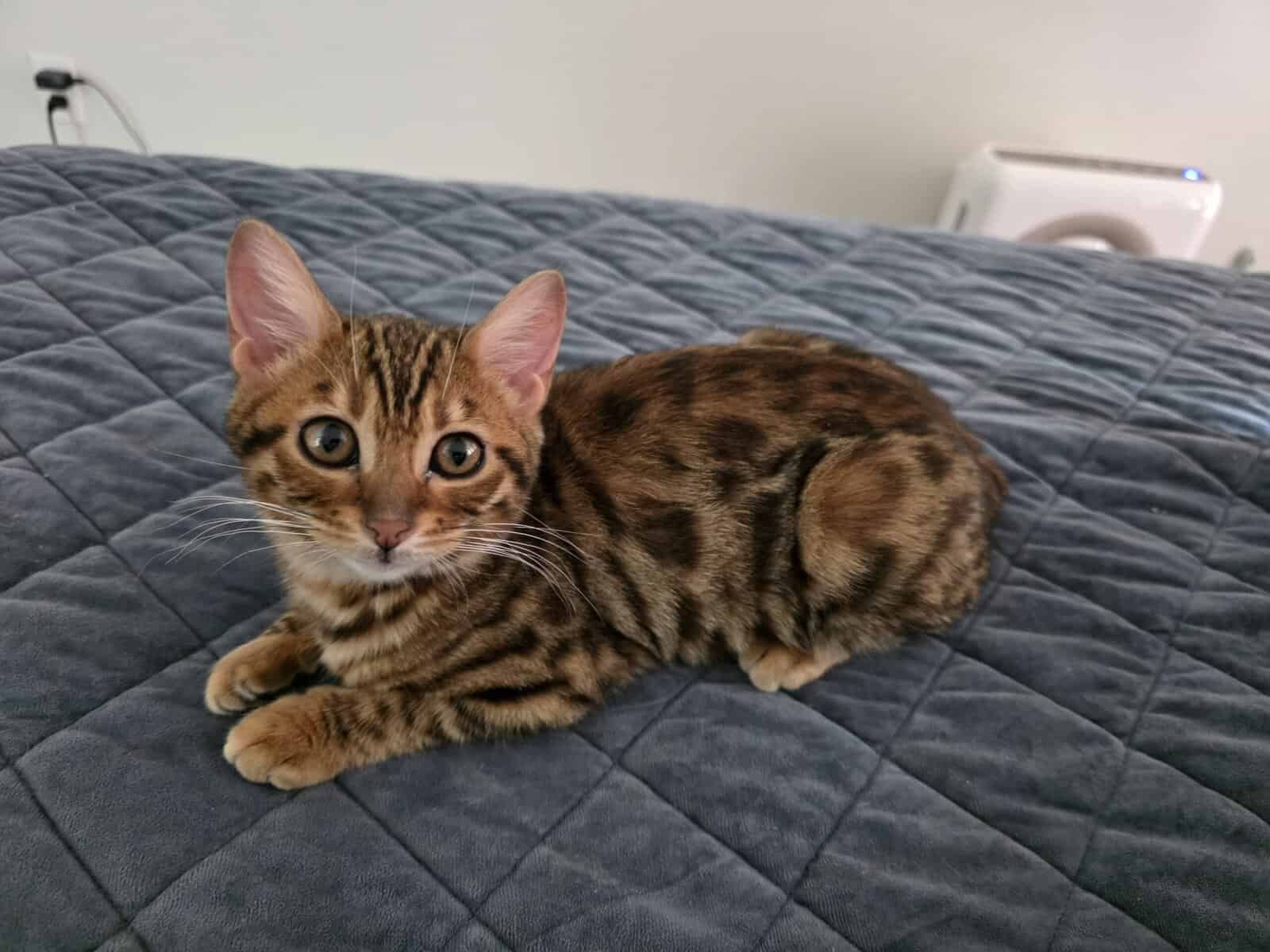 BENGAL Kittens image 3