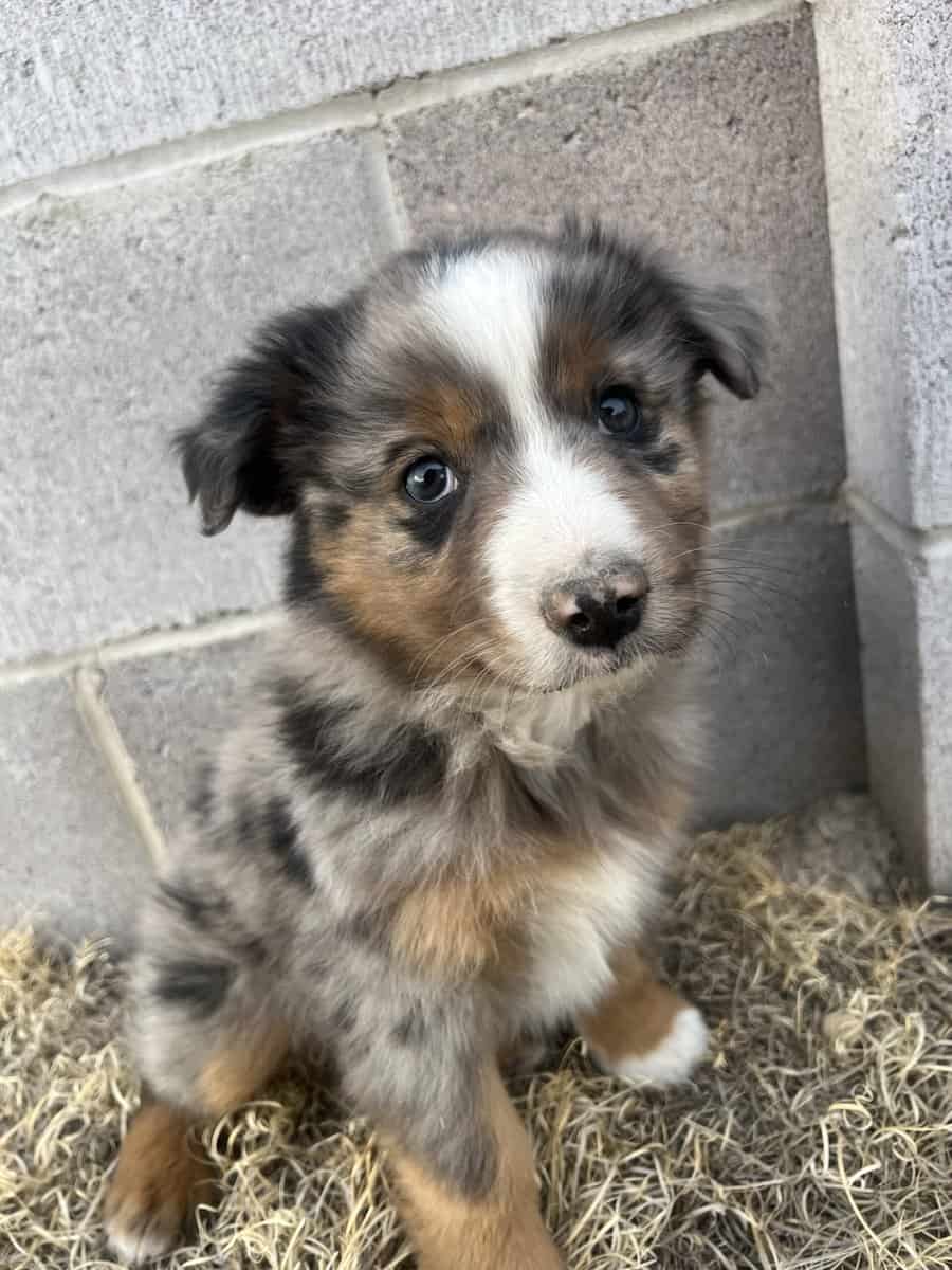 I am selling miniature Australian shepherds image 1