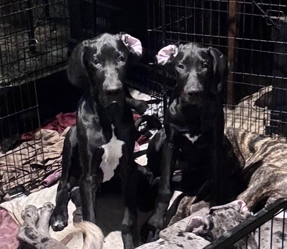 Great Dane Puppies Needing Loving Homes image 5
