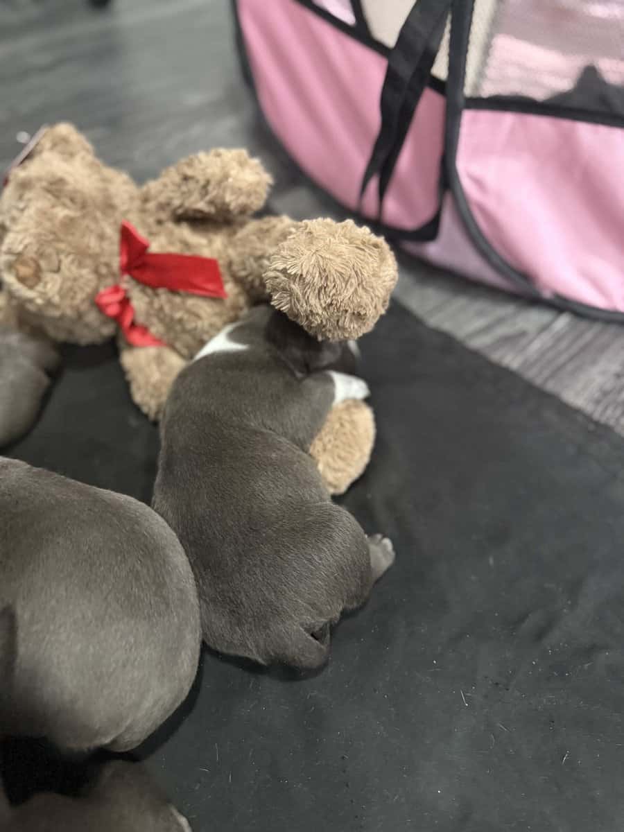 American Bully Puppies For Sale image 5