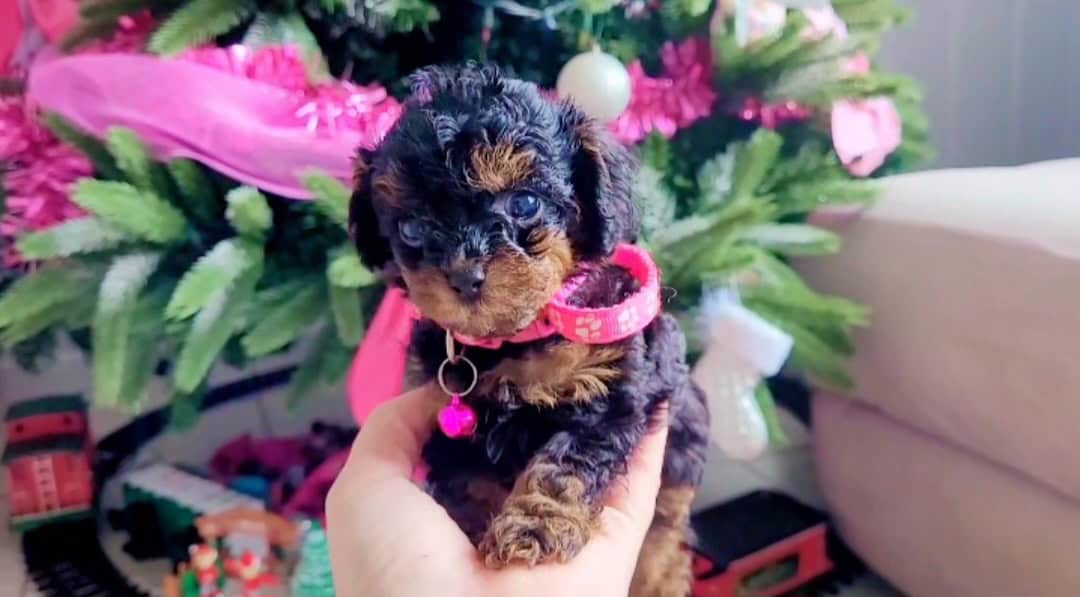 Toy Poodle image 1