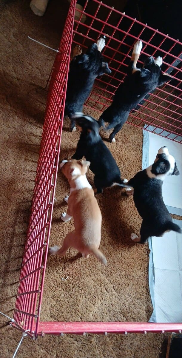 puppies for sale image 1