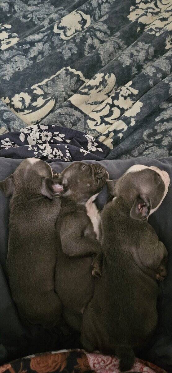 Frenchie puppies looking for forever homes image 4