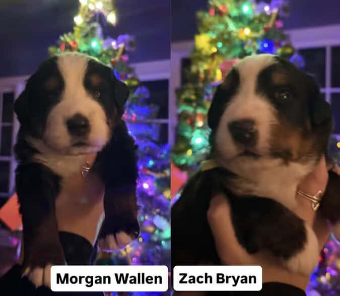 Bernese Mountain Dog puppies image 2