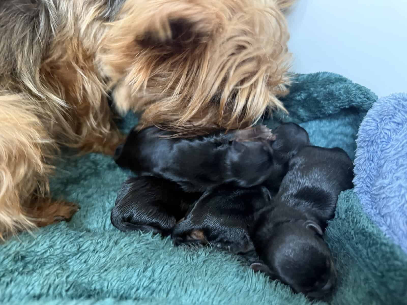 2F, 2M Purebred Yorkies image 1