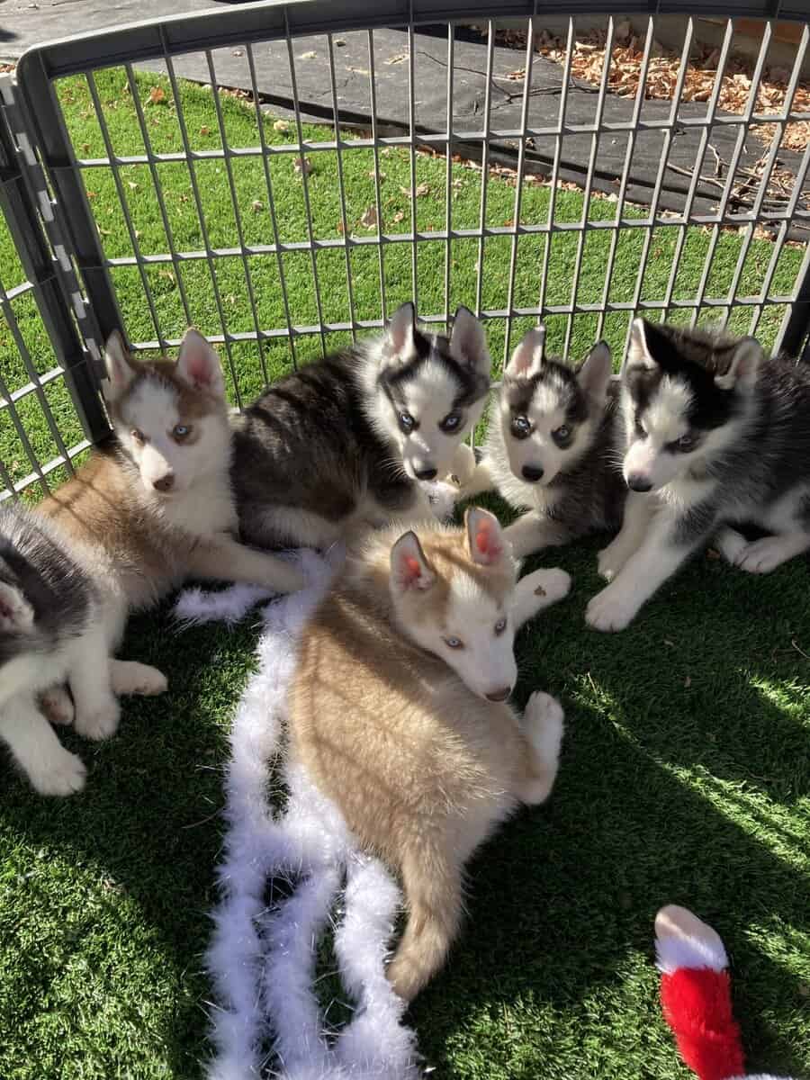 Adorable Siberian Husky Puppies image 5