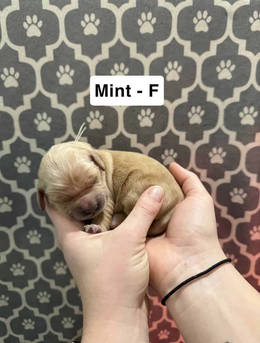 Golden Retriever Puppies image 5