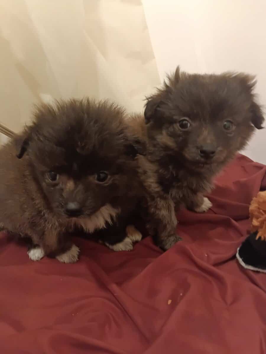 Porkies (pomeranian and Yorkie) image 8