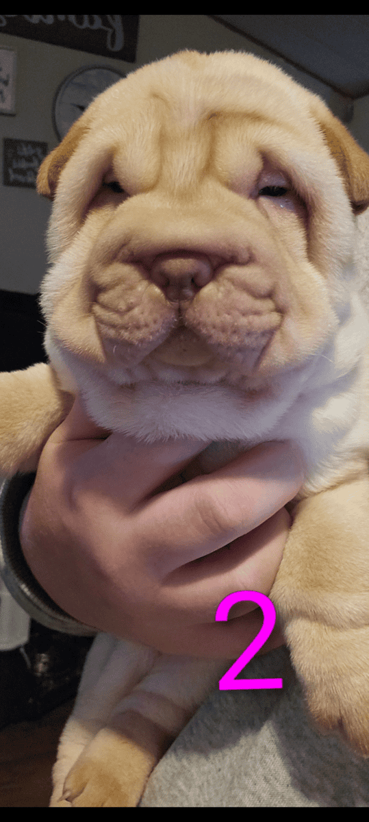 Sharpei puppies image 1