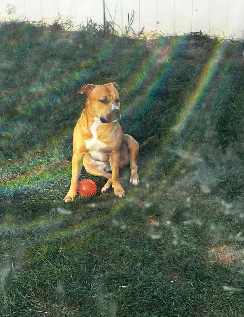 Rehoming Cash image 3