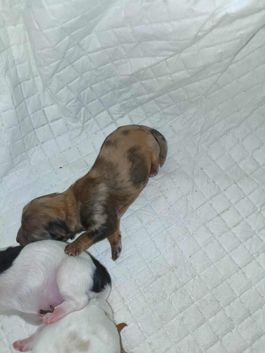 Maltipoo puppies image 5
