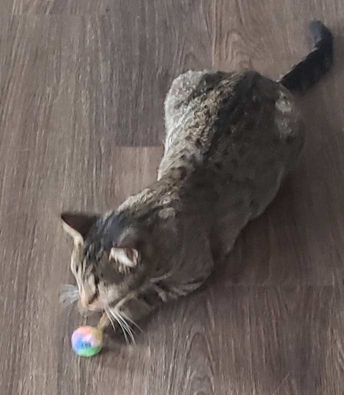 Cocoa, a Healthy and Fully Vaccinated Tabby image 2
