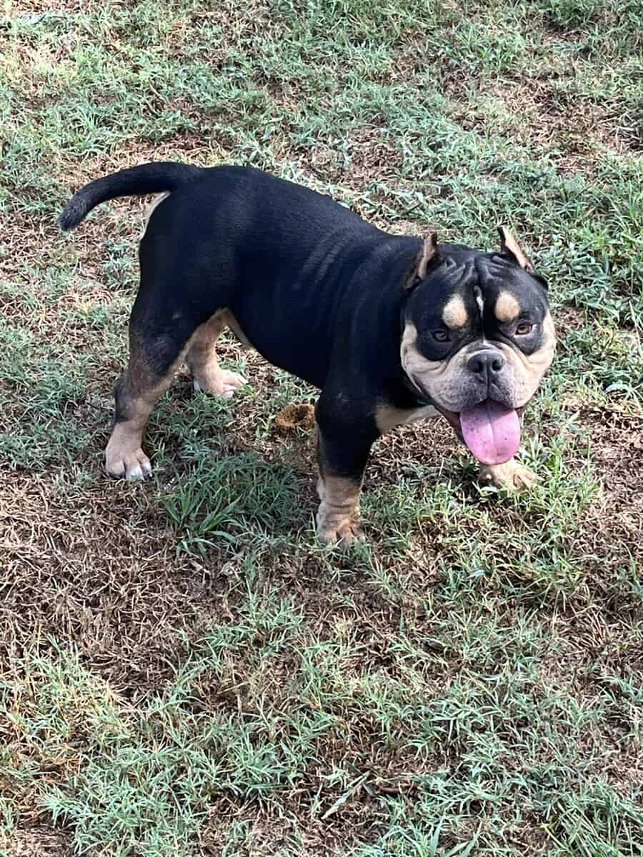 Male Tri Bully image 3