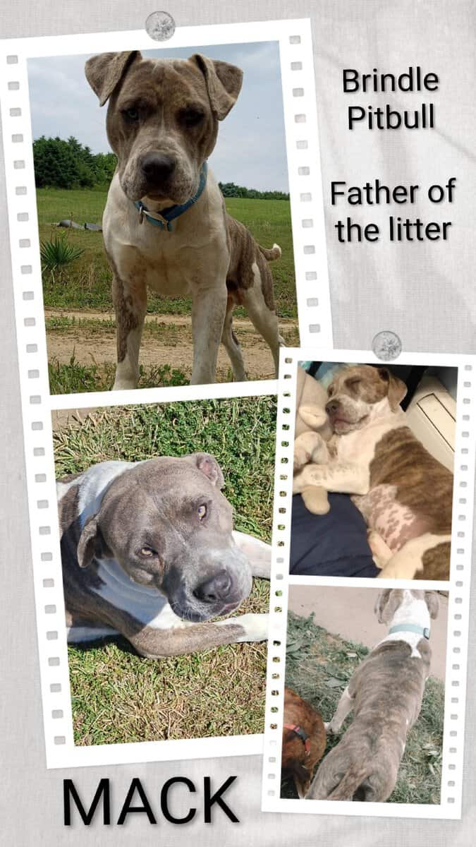 American Pitbull Terrier Mix Puppies image 12