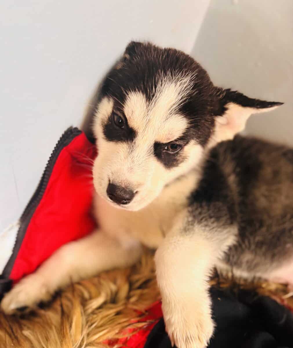 Huskies!!! image 2