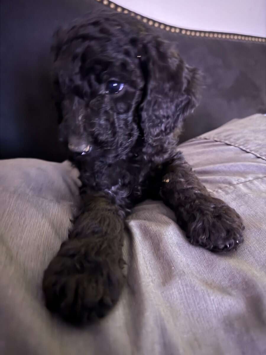 Golden Doodles AKC image 1