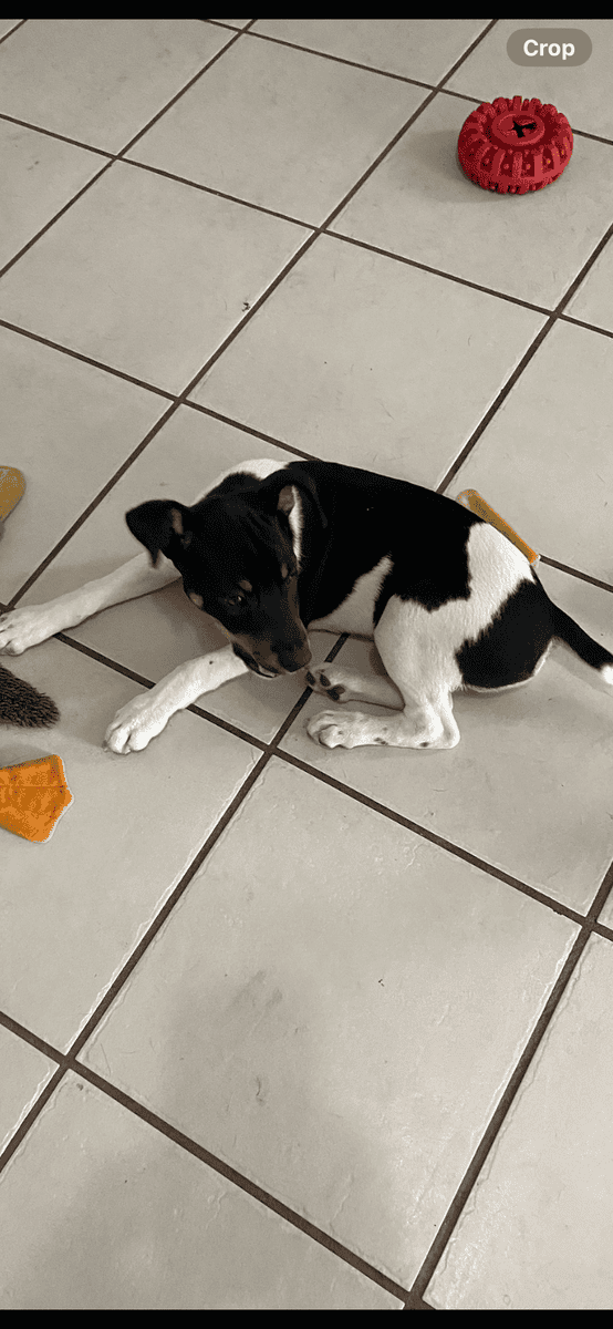 Male Rat Terrier image 2
