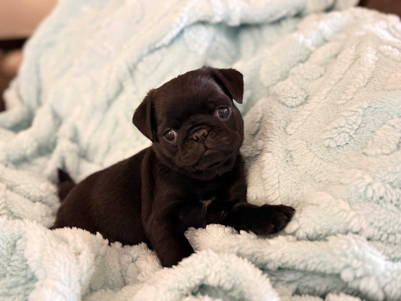 BLACK FEMALE PUG PUPPIES NEAR BOSTON image 2