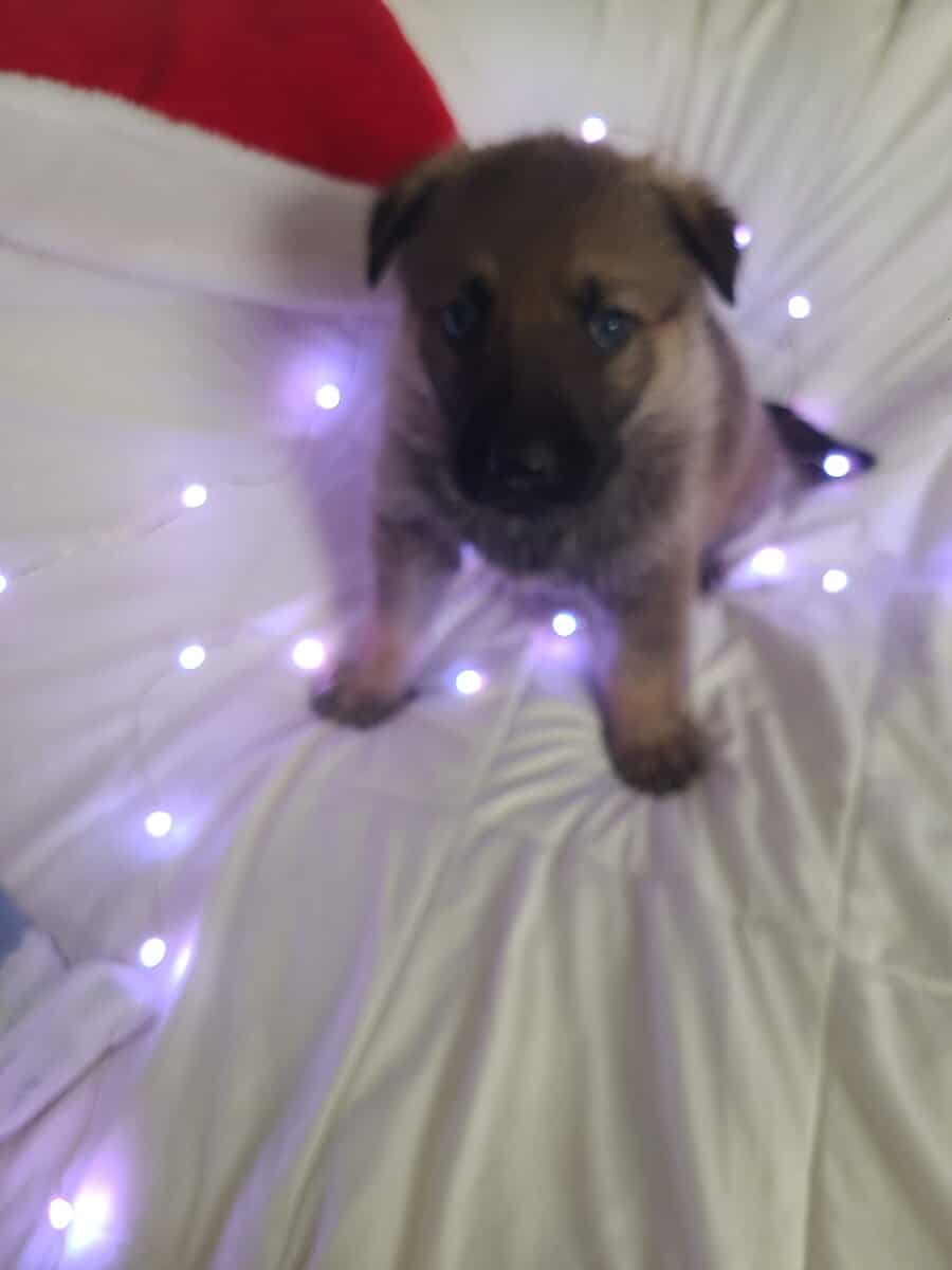 Wolf / German Shepherd Puppies - Teddy Bear image 10