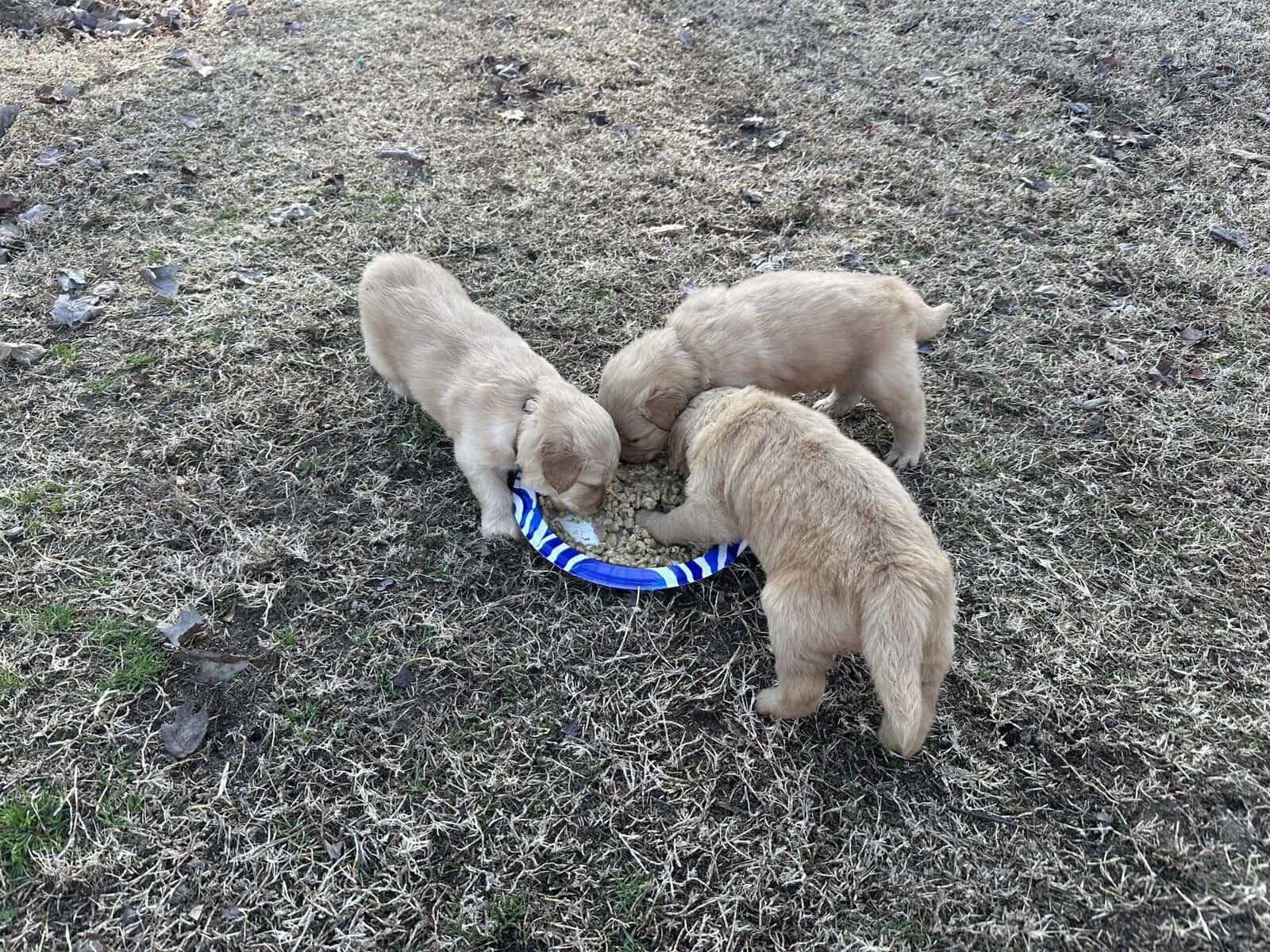 AKC Golden Retriever pups image 1