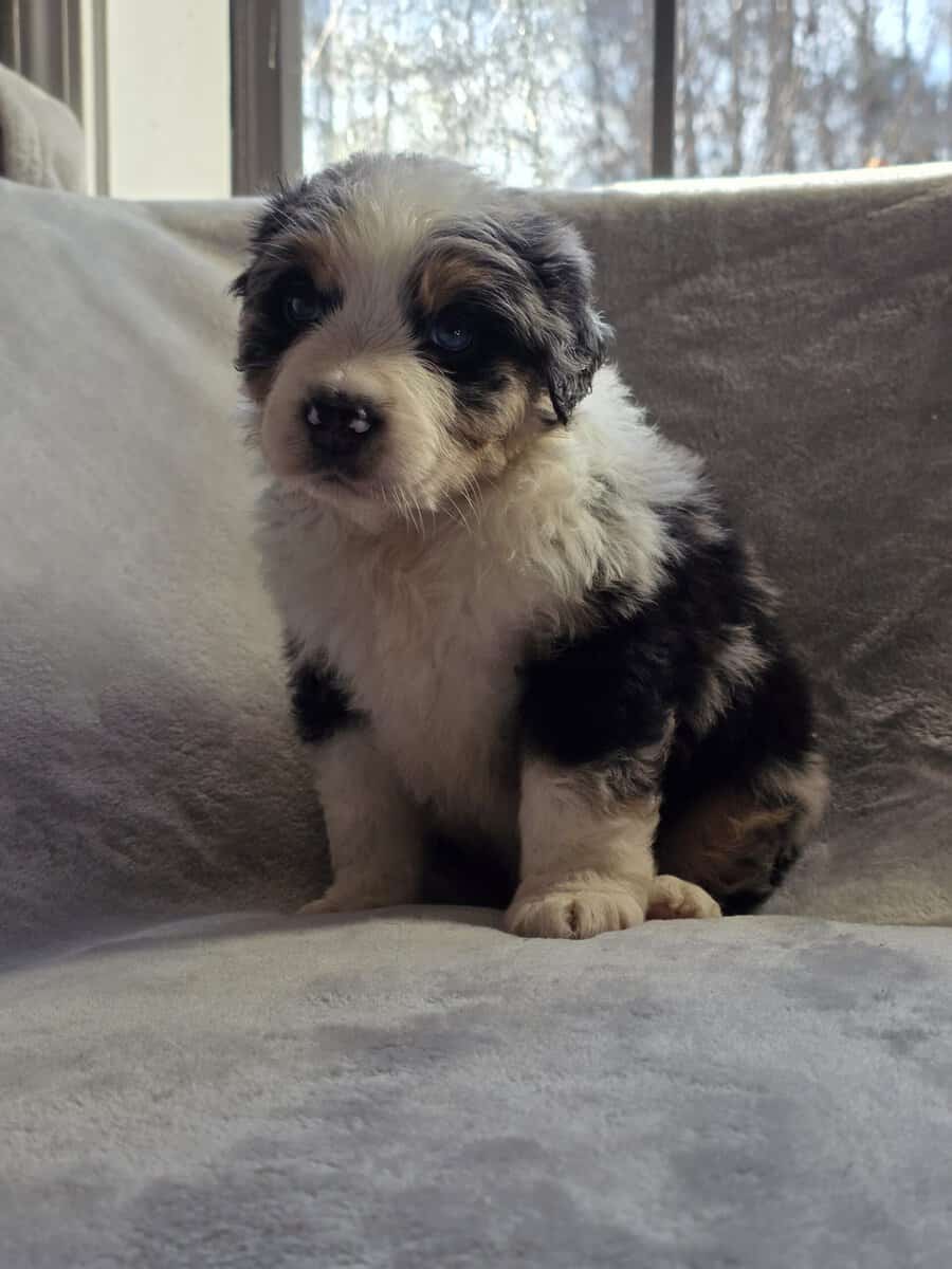 Australian shepherd puppies image 2