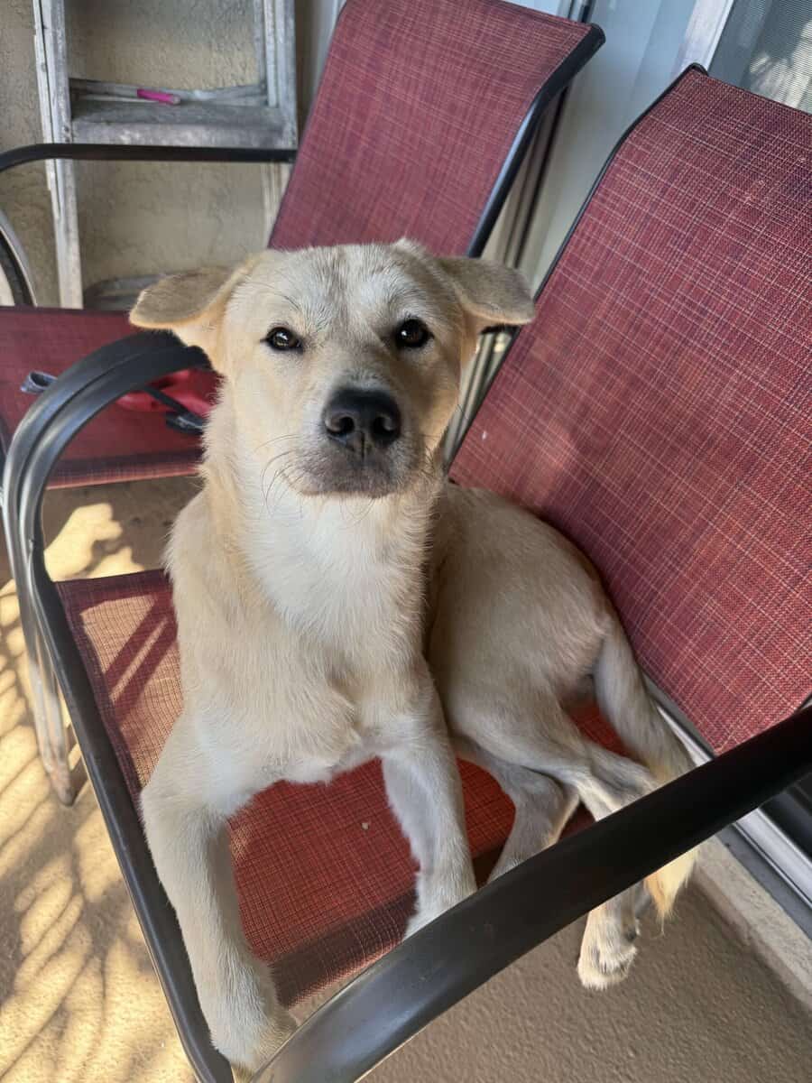 My baby Bruno is 1 year and 2 months he’s a male image 1