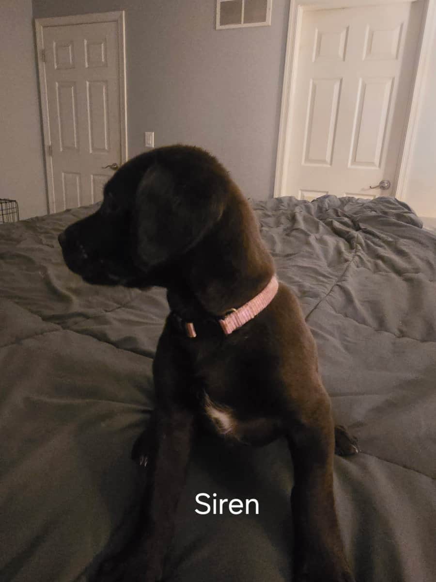 Silver lab /german wired pointer mix image 2
