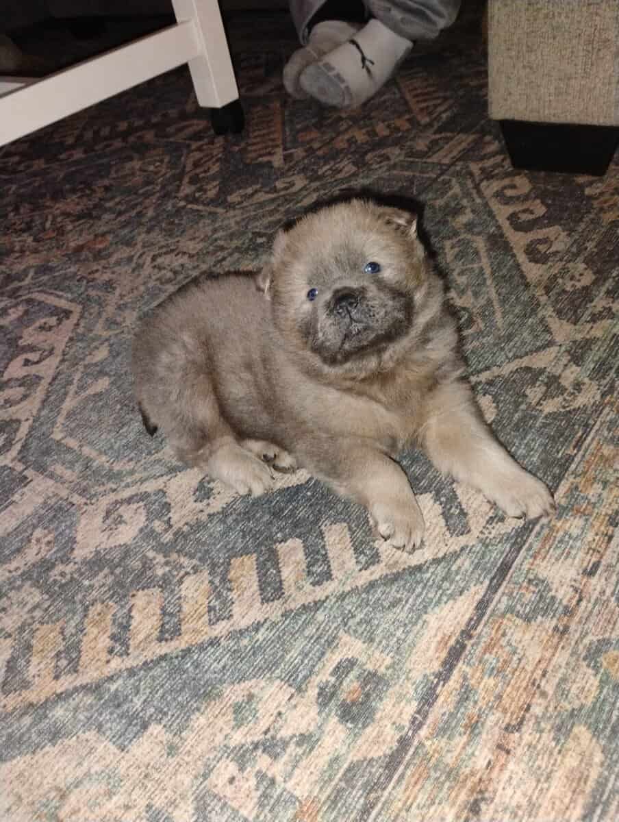 Chow Chow puppies image 9