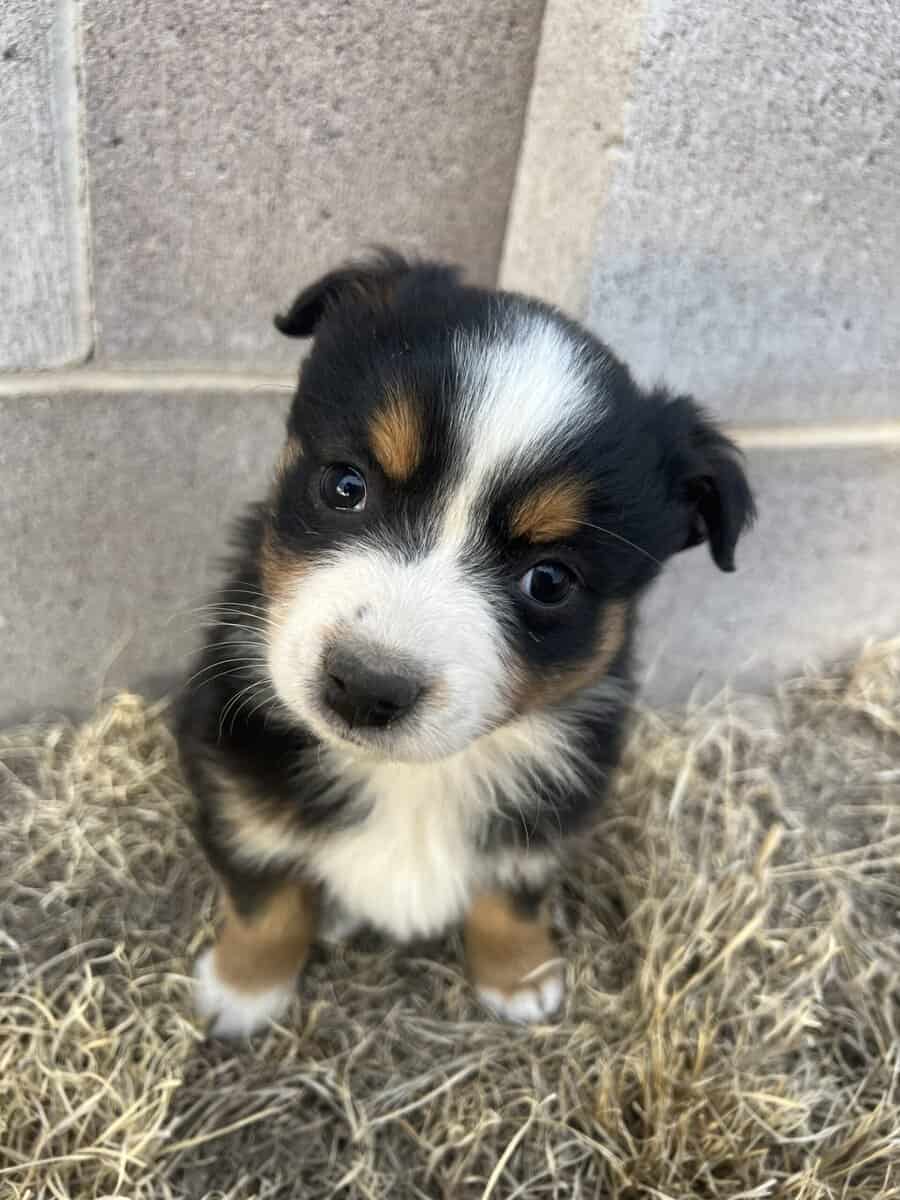 Miniature Australian shepherds image 2
