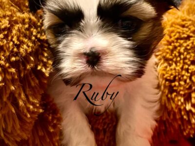 AKC Shihtzu Snuggles in Springfield Illinois