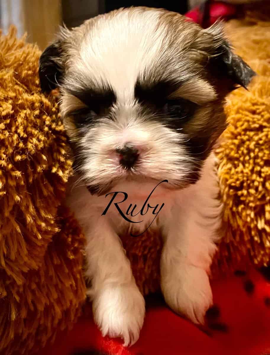 AKC Shihpoo and  Shihtzu Snuggles image 5