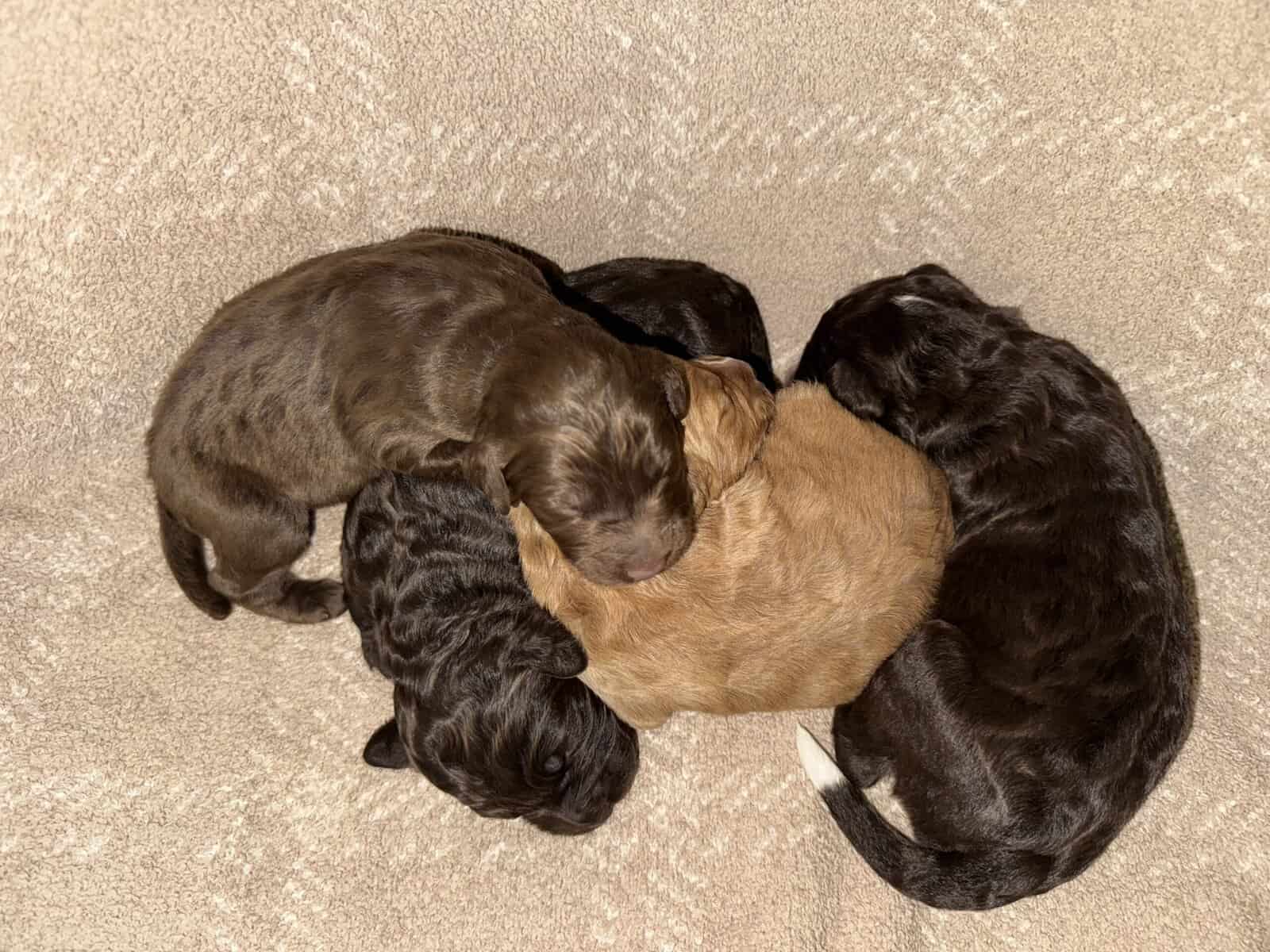 Bernedoodle Puppies image 8