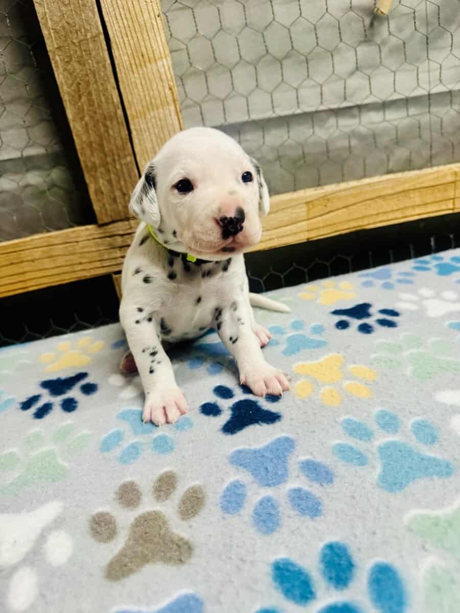 Breed Winner Dalmatian Puppies image 2