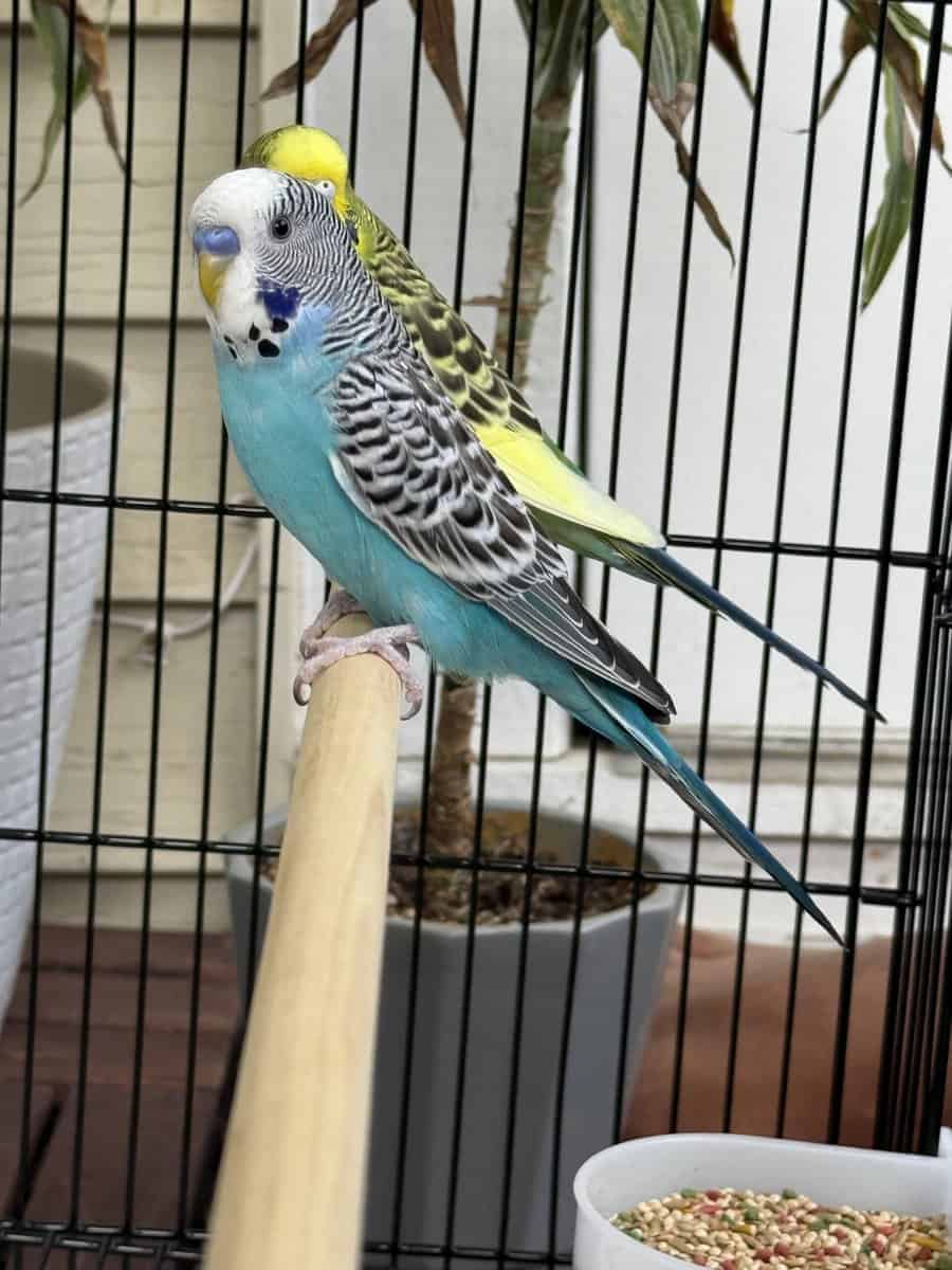 Pair of Australian budgies with a new cage image 4