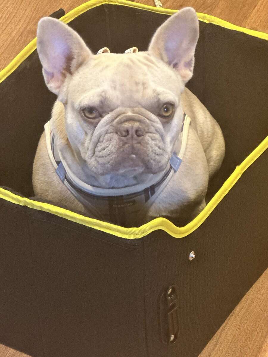 French Bulldog image 2