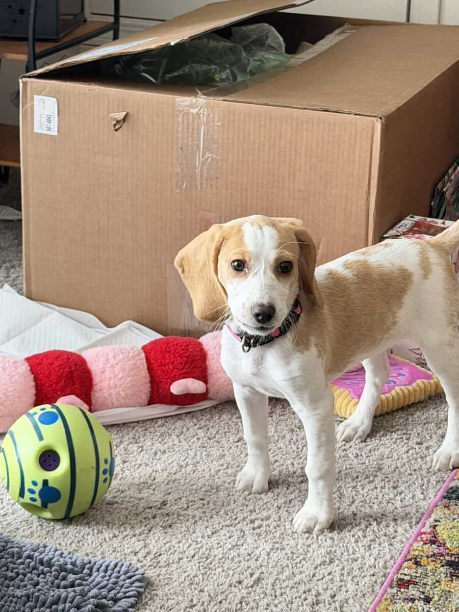 🐶💖 Forever Home Needed! image 1