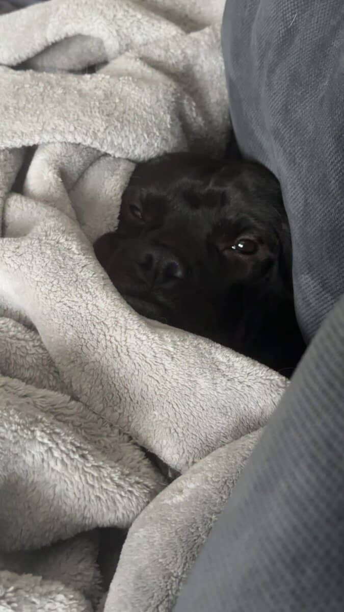 Adopt Onyx image 3