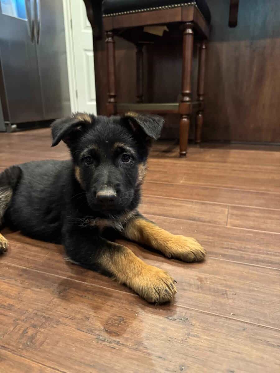 AKC German Shepherd Puppies image 10