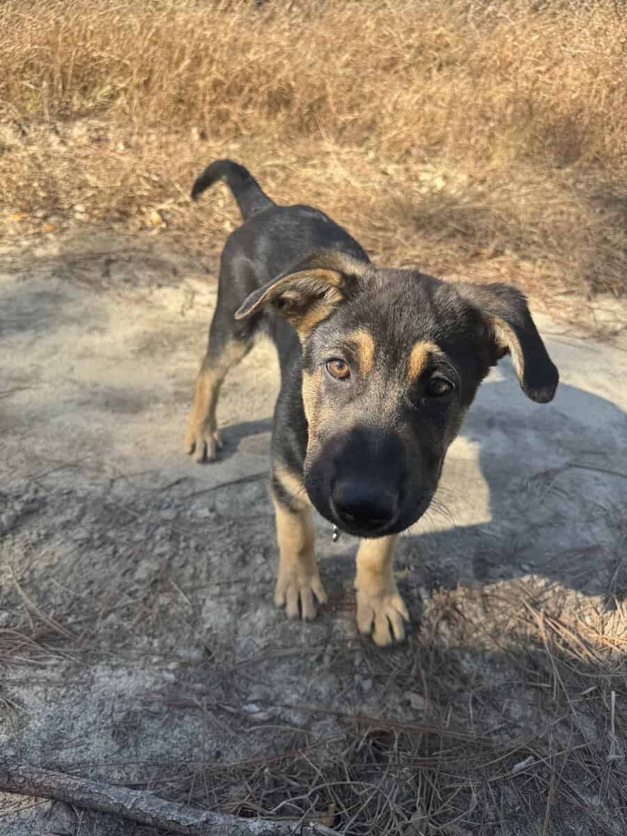 German Shepard boys for sale image 8
