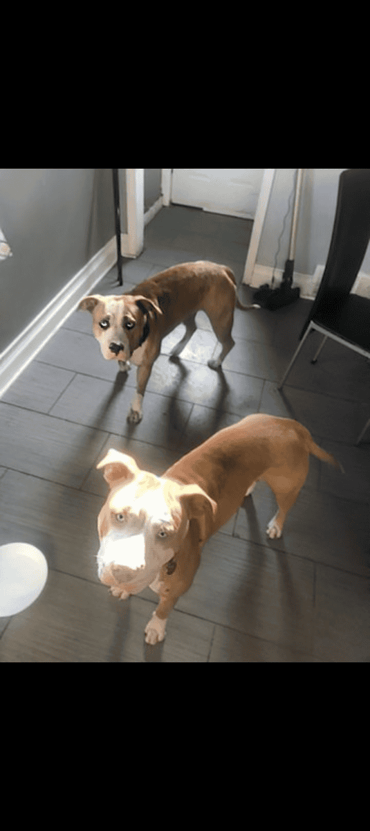 Female pitbull blue eyes image 1