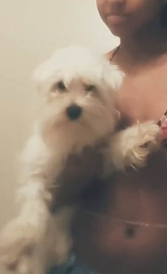 Purebred maltese for sale image 1