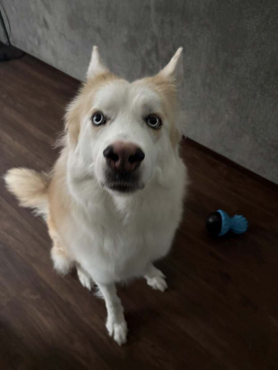 Rehome husky image 2