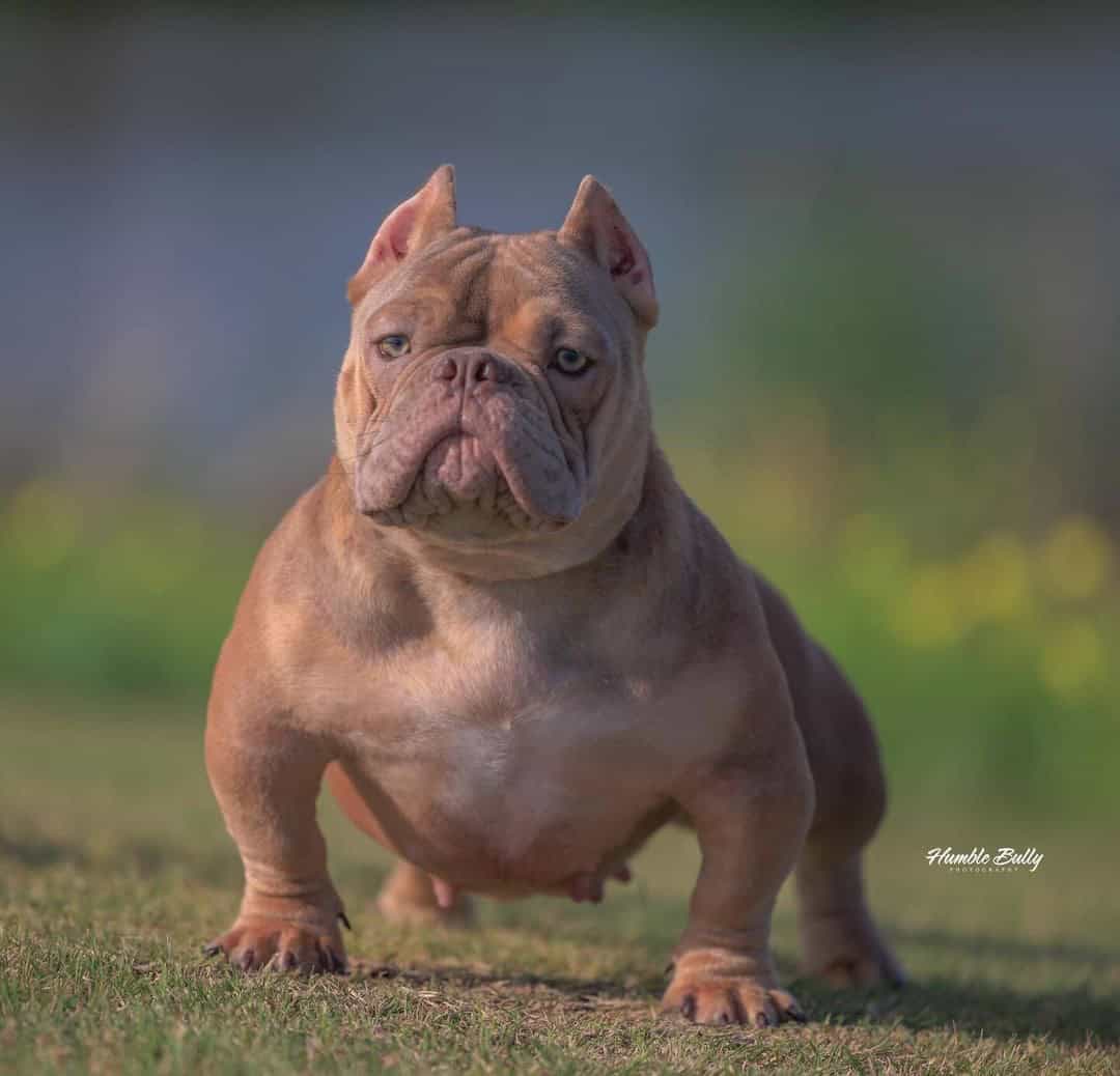 Abr registered micro bullies pups image 5