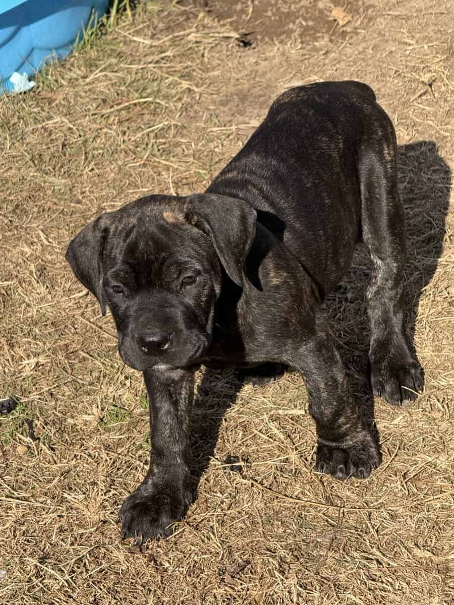 Cane corso puppies image 1